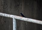 Boerenzwaluw (Egyptische) (Hirundo rustica savignii) - Kharkhorin 16-08-2016 (1)